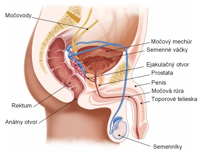 anatomia prostaty